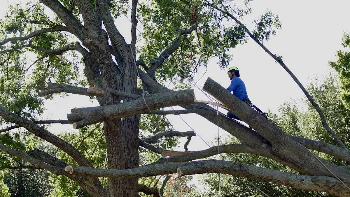 Professional Hazardous Tree Removal performed by certified arborists in Crofton