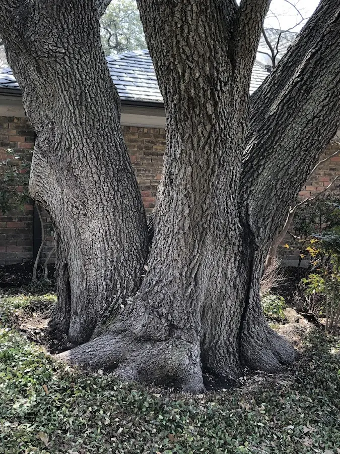 Mature heritage tree close to a Crofton property cared for by certified arborists